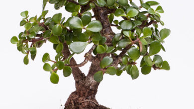 Photo of Wie wird der Jadebaum gezüchtet und gepflegt?