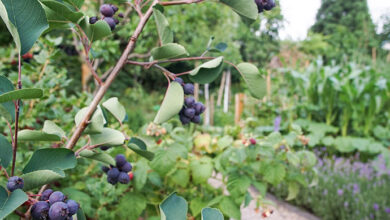 Photo of Wildfrüchte: Wie man Blaubeeren und Himbeeren im Garten pflanzt