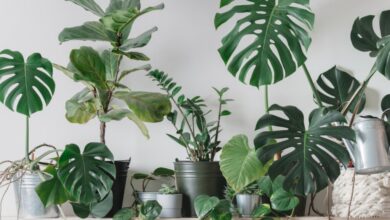 Photo of Zehn Gründe, Pflanzen zu Hause zu haben