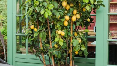 Photo of Zitronenbäume für urbane Gärten