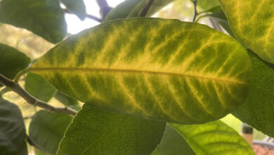Photo of Zitronenbaumkrankheiten: gelbe Blätter, braune Flecken…