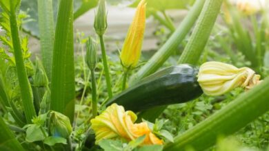 Photo of Zucchini pflanzen: Vollständige Anleitung [Bilder + Schritt für Schritt]